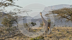 Reticulated giraffe Giraffa reticulata photo