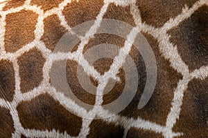 Reticulated giraffe Giraffa reticulata, close up photography of giraffe skin, dark brown spot with white surrounding skin.