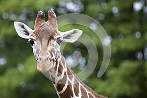 Reticulated Giraffe head and Neck photo