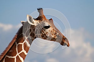 Reticulated Giraffe Head profile