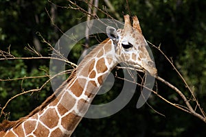 Reticulated Giraffe Immature   709098