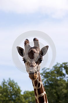 Reticulated Giraffe Immature   709105