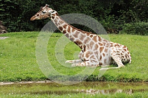 Reticulated giraffe juvenile