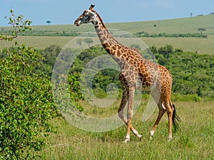 Reticulated giraffe in a Kenya