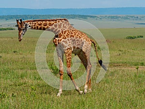 Reticulated giraffe in a Kenya