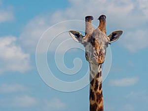 Reticulated giraffe in a Kenya