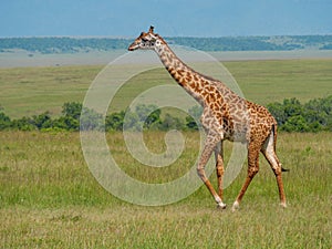 Reticulated giraffe in a Kenya