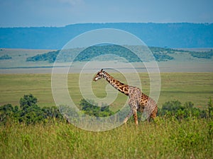 Reticulated giraffe in a Kenya