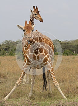 A reticulated giraffe looks up after taking a drink of water sticks its tongue out cheekily in the wild, Kenya photo