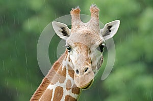 Reticulated Giraffe Portrait