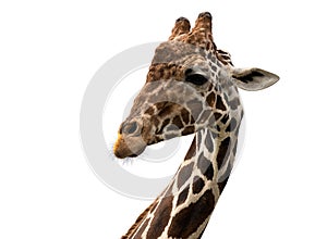 Reticulated giraffe portrait (Giraffa camelopardalis reticulata)