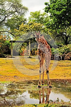 Reticulated Giraffe After the Rain