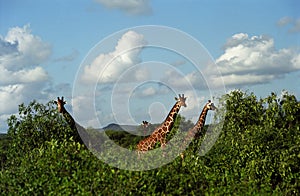 Reticulated giraffe, Samburu Game Reserve, Kenya