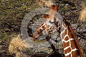 Reticulated giraffe, Samburu, Kenya