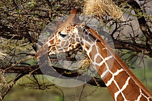 Reticulated giraffe, Samburu Reserve, NE Kenya