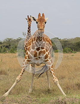 A reticulated giraffe stands legs akimbo to take a sip of water while another stands guard behind it in the wild, Kenya