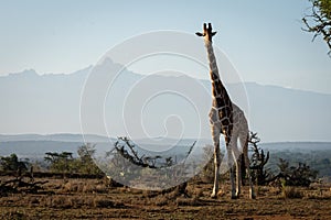 Reticulated giraffe stands with Mount Kenya behind
