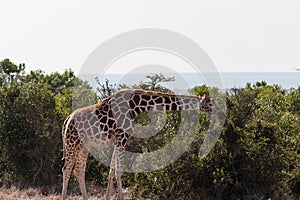 Reticulated giraffe among a tree. Masai Mara.