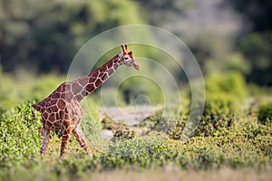 Reticulated giraffe walks through Samburu, Kenya