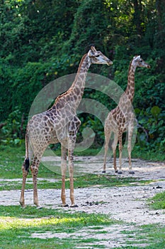Reticulated giraffe in the zoo