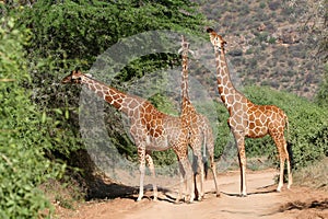 Reticulated Giraffes photo