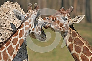 Reticulated Giraffes