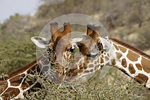 Reticulated giraffes feeding on acacia, Samburu, Kenya