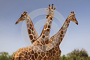 Reticulated giraffes in Kenya, Africa