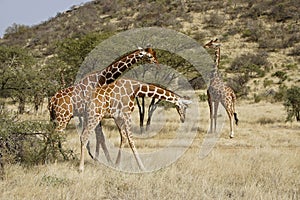 Reticulated giraffes necking and feeding, Samburu, Kenya