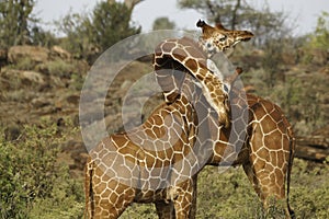 Reticulated giraffes necking, Samburu, Kenya