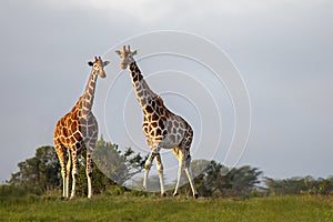 Reticulated giraffes in Ol Pejeta, Kenya, Africa