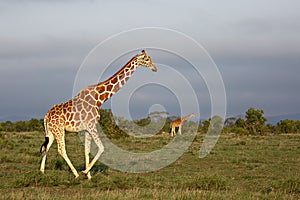 Reticulated giraffes in Ol Pejeta, Kenya, Africa
