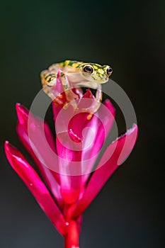 Reticulated Glass Frog