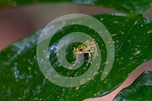 Reticulated Glass Frog