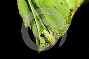 Reticulated Glass Frog - Costa Rica Wildlife