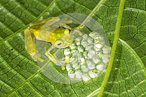 Reticulated Glass Frog with Eggs - Costa Rica Wild Forest
