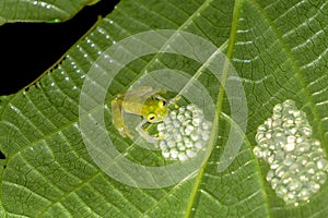 Reticulated Glass Frog Guarding the Eggs - Costa Rica Wildlife