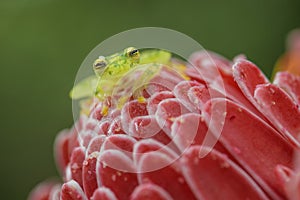 Reticulated Glass Frog - Hyalinobatrachium valerioi