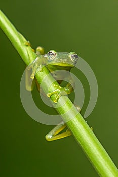 Reticulated Glass Frog - Hyalinobatrachium valerioi,