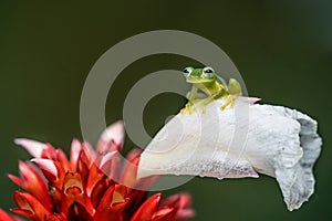 Reticulated Glass Frog - Hyalinobatrachium valerioi,