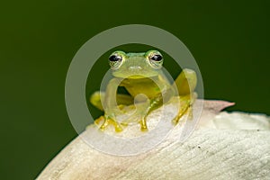 Reticulated Glass Frog - Hyalinobatrachium valerioi,