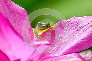 Reticulated Glass Frog - Hyalinobatrachium valerioi,