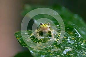 Reticulated Glass Frog - Hyalinobatrachium valerioi