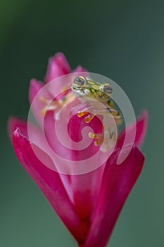 Reticulated Glass Frog - Hyalinobatrachium valerioi,