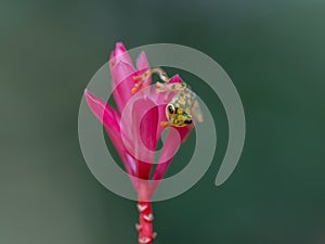 Reticulated Glass Frog - Hyalinobatrachium valerioi