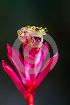 Reticulated Glass Frog - Hyalinobatrachium valerioi,