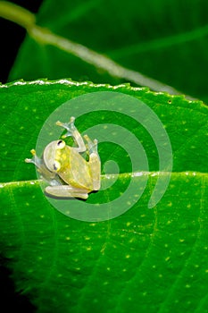 Reticulated Glass Frog on a Leaf