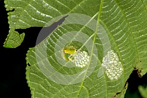 Reticulated Glass Frog - Male Guarding the Eggs - Costa Rica Wildlife