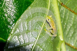 Reticulated Glass Frog at Night