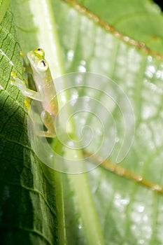 Reticulated Glass Frog in the Wild Rain Forest, Puntarenas, Costa Rica